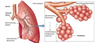 Alveoli and bronchi