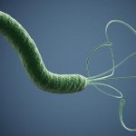 Tests for Helicobacter pylori. Which is the most effective? 