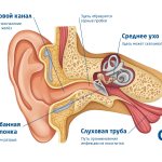 анатомическое строение уха и причины боли в ушах