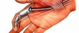 Анатомия фаланги пальцев рук. Особенности строения 05