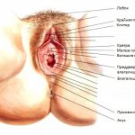 анатомия малых половых губ