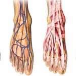 Анатомия стопы человека: основные отделы, кости, суставы, мышцы