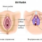 Anatomy of the vulva, diagram