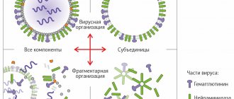 Parts of the influenza virus.jpg