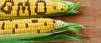 Что такое ГМО продукты, как они влияют на организм