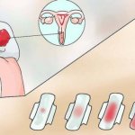 Цикл менструальных выделений