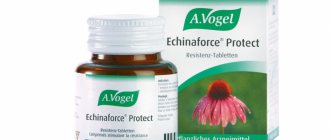 Echinacea – how to take it correctly