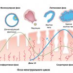 фазы роста эндометрия по циклу