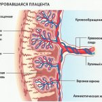 Feto-placental barrier. Blood circulation inside the placenta 