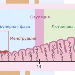 Hormonal influence on the menstrual cycle - Image No. 1