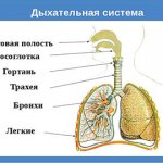COPD (chronic obstructive pulmonary disease)