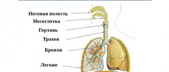 COPD (chronic obstructive pulmonary disease)