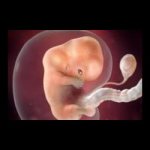 Implantation of the fertilized egg: sensations, symptoms