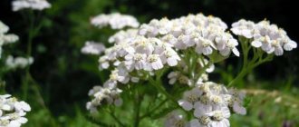 Who benefits from yarrow herb?