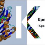 Creatine kinase (Creatine phosphokinase CPK)