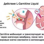 L-carnitine - side effects and actions, contraindications