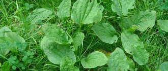 Medicinal properties of plantain