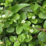 Medicinal properties of chickweed herb