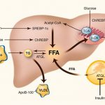 Mechanism of cholesterol accumulation in the liver