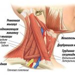 Neck myositis is an inflammation of the muscle fibers of the cervical region