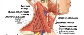 Neck myositis is an inflammation of the muscle fibers of the cervical region