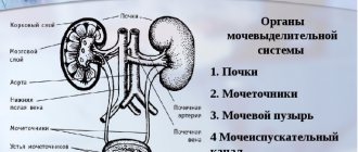 Organs of the urinary system