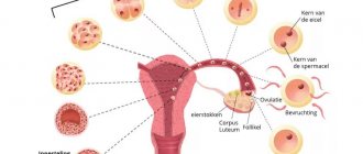 ovulation and conception