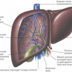 Liver and its functions