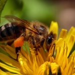 First aid for wasp and bee stings