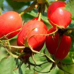 In terms of the concentration of ascorbic acid, rose hips will give a head start to the recognized vitamin leaders - black currant, sea buckthorn, lemon