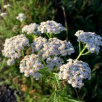 What diseases can yarrow help with?