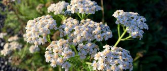 What diseases can yarrow help with?