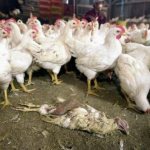 Avian influenza is one of the most common diseases in poultry.