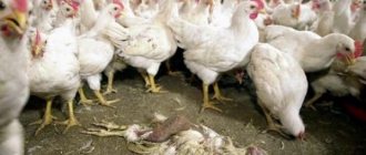 Птичий грипп - одно из часто встречающихся заболеваний у сельскохозяйственных птиц