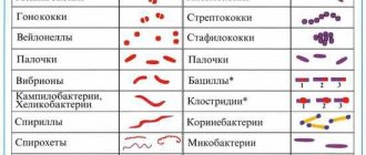 Различные формы бактерий в мазке