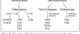 Rice. 1. The main biologically active metabolites of arachidonic acid and enzymatic pathways for their formation (LOX - lipoxygenase) [2]. 