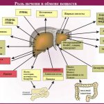 Role of the liver