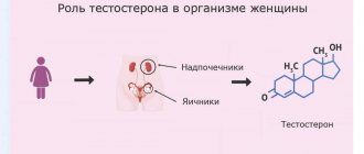 Роль тестостерона в организме женщины - Изображение №1
