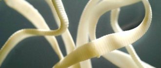 Broad tapeworm - how to identify it in the body