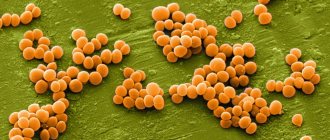 Staphylococcus: how to identify and cure