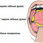 Structure of the larynx