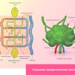 Structure of the lymphatic system