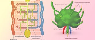 Structure of the lymphatic system
