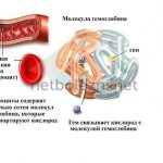 The structure of the hemoglobin molecule