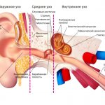 Structure of the hearing organ