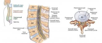 Structure of the spine and intervertebral disc
