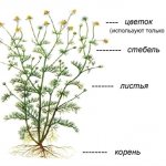 The structure of chamomile