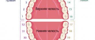 Universal numbering scheme for permanent teeth