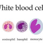 Types of leukocytes