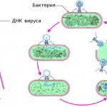 Жизненный цикл бактериофага